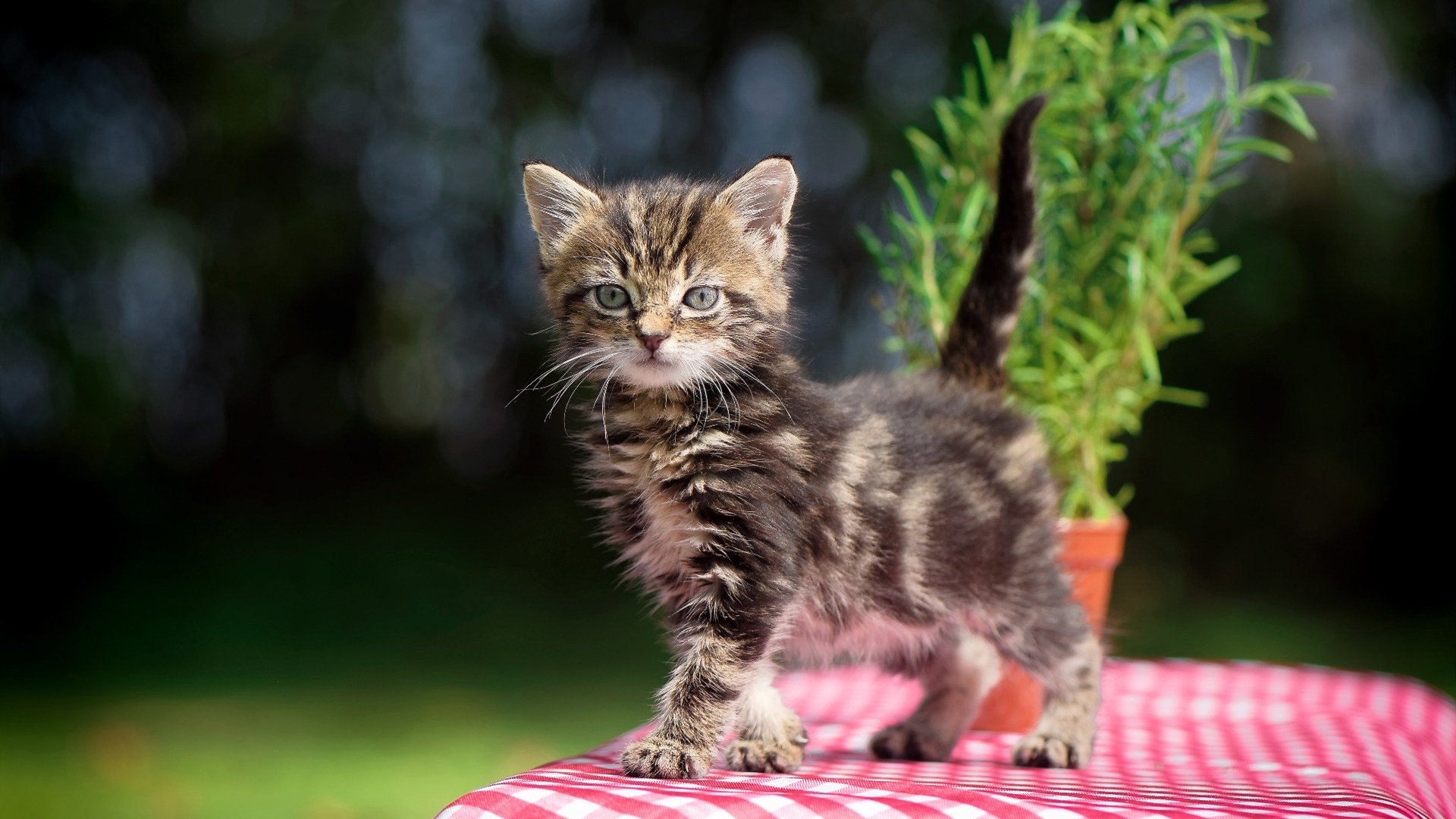 爱体育娱乐入口-青少年体育人才培养计划实施，实施青少年体育活动促进计划培育青少年体育爱好