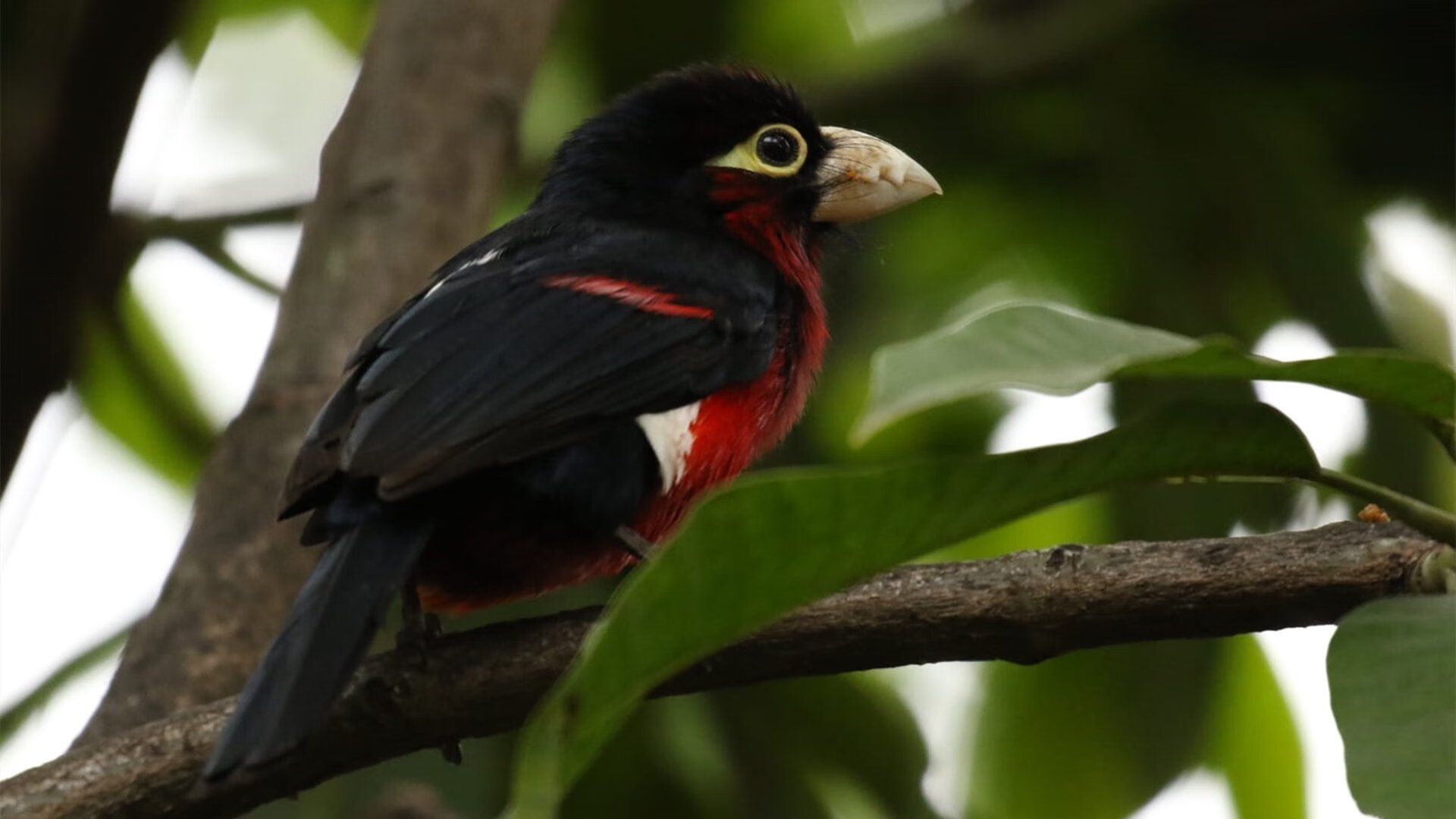 爱游戏真人体育娱乐-“中国泳坛新星彭尤：蝶泳自由泳双项进步神速”