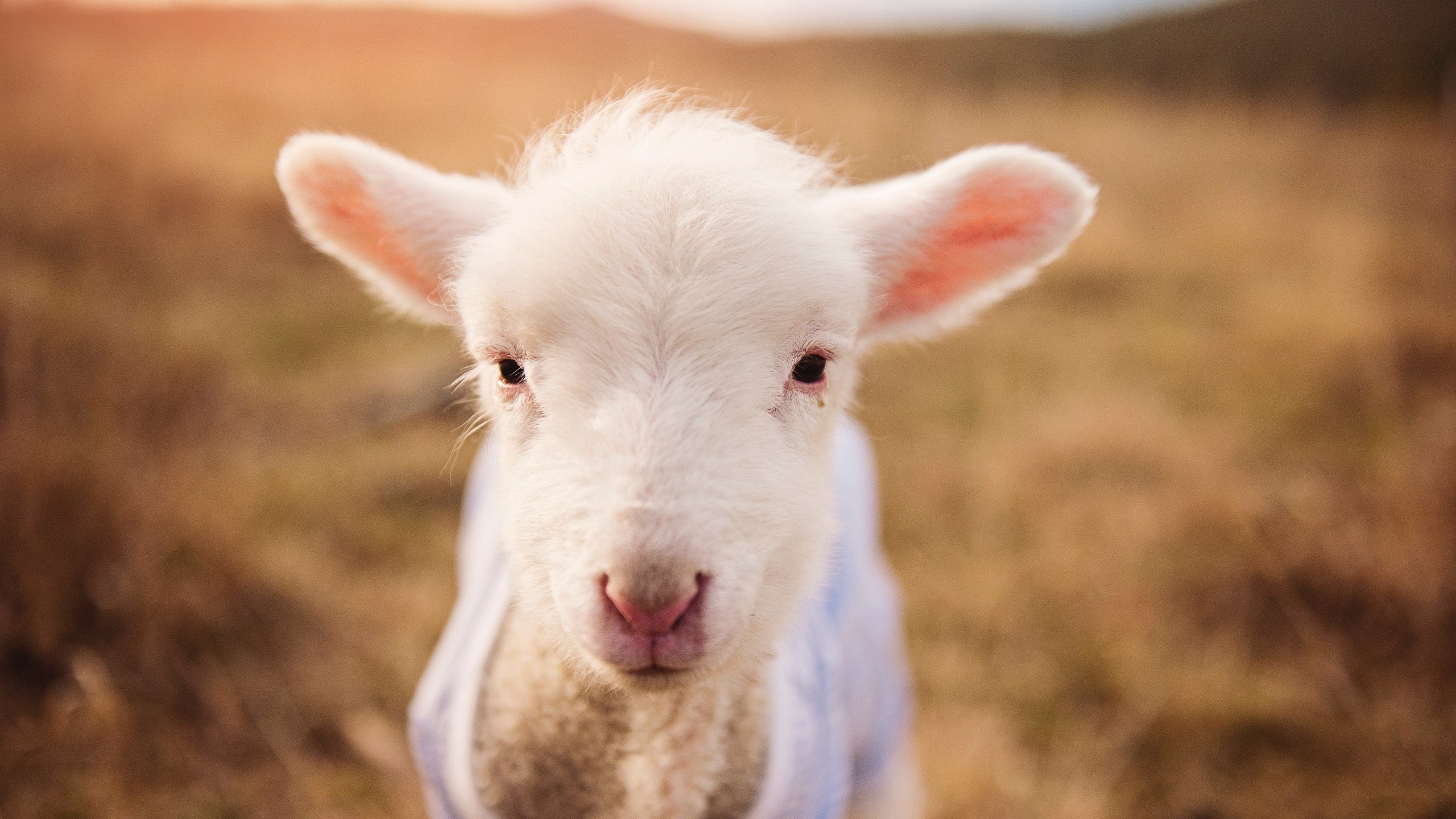 爱游戏官方网站-体育新闻中心上线体育内容智能生成与审核系统,搜一下体育新闻