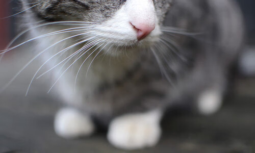 爱游戏体育在线-羽毛球新人挑战赛小将连胜引发关注，羽毛球 挑战