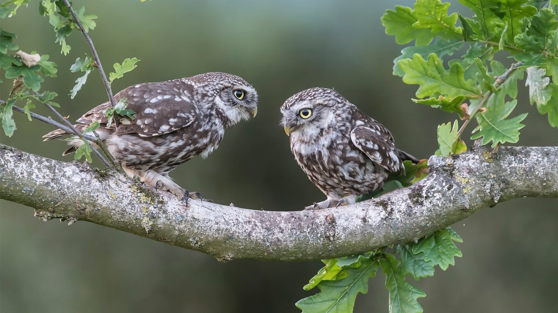 爱游戏体育官方入口-西雅图未来发展战略受业内肯定,西雅图未来发展战略受业内肯定影响吗