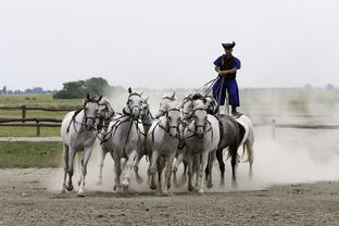 AYX SPORTS-马术运动进校园课程体系初步建立,马术走进校园合作方案