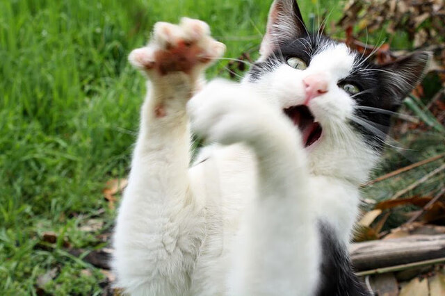 爱游戏全站-“帕布罗·马特拉:从球场到更高舞台,阿根廷美洲狮队的未来核心”